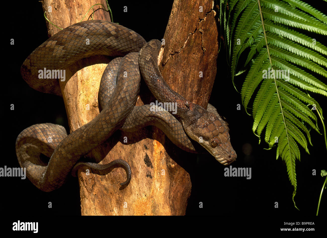 Baining tribe hi-res stock photography and images - Alamy