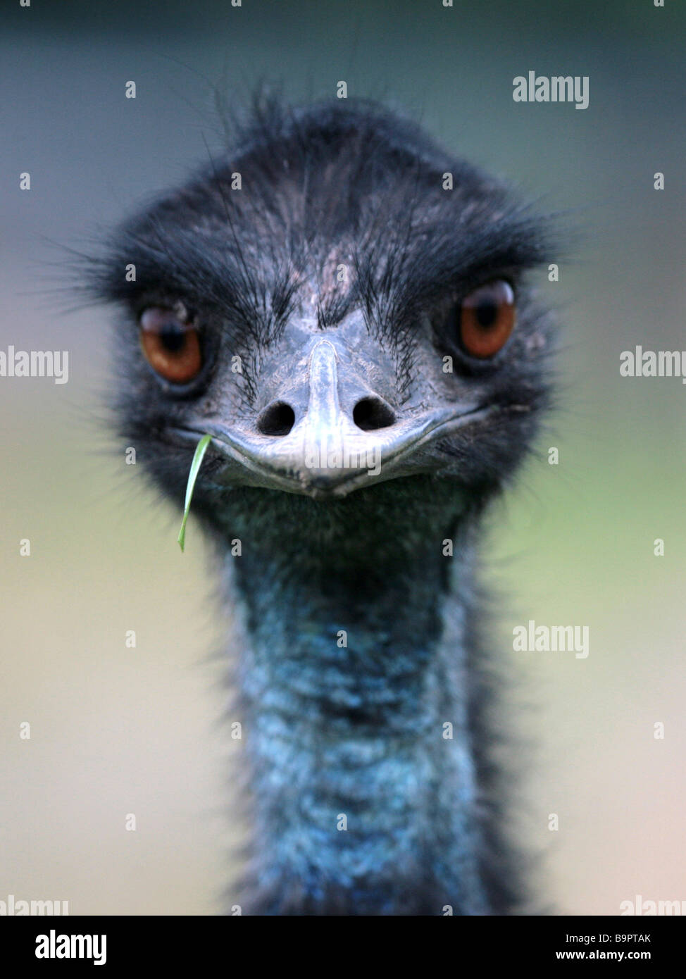 A portrait of an emu with a piece of grass in its mouth. Stock Photo