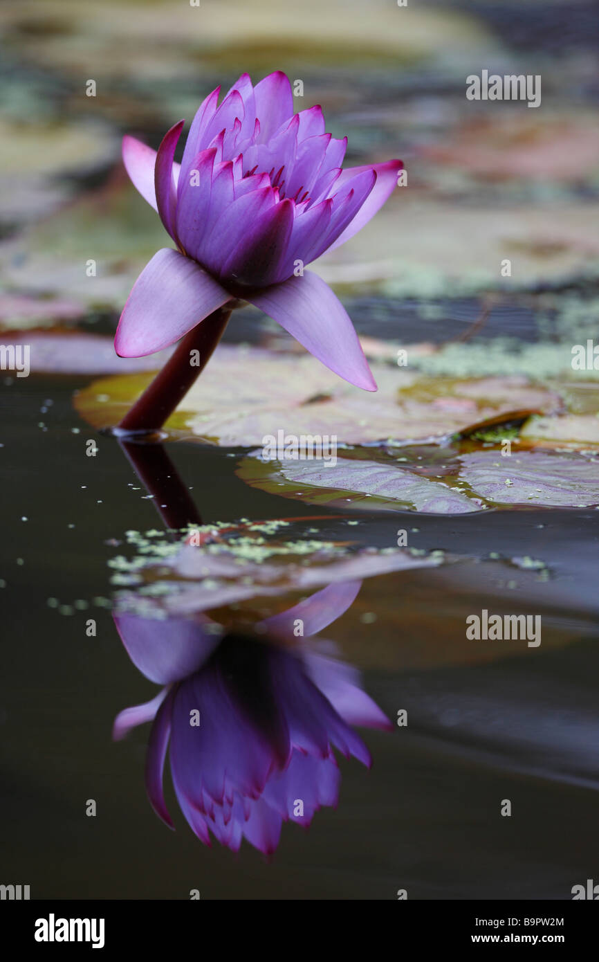 Lotus flower nelumbo nucifera in Central Park New York City Stock Photo