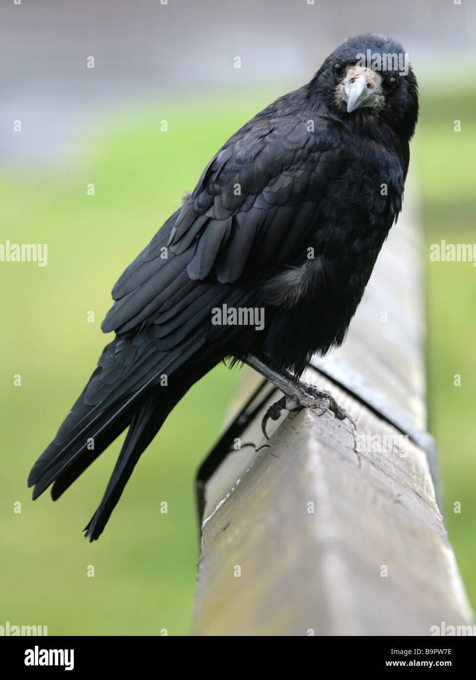 A rook perched sitting on a fence. Stock Photo
