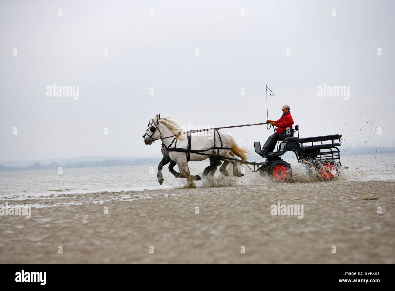 France, Somme, Picardie, Baie de Somme, calash and Boulonnais workhorse Stock Photo