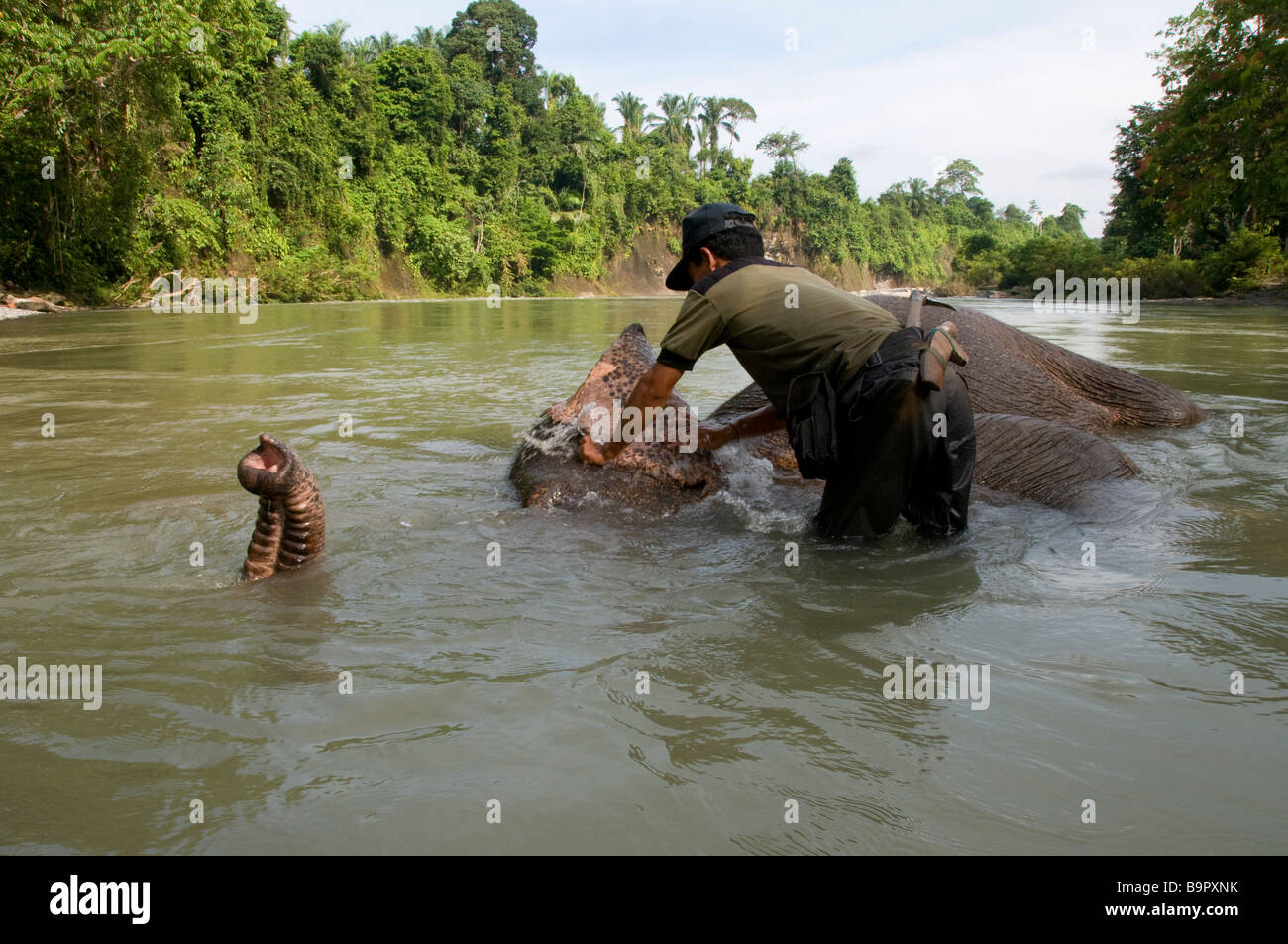 Sumatran elephant being washed by his mahout in river at Tangkahan Stock Photo