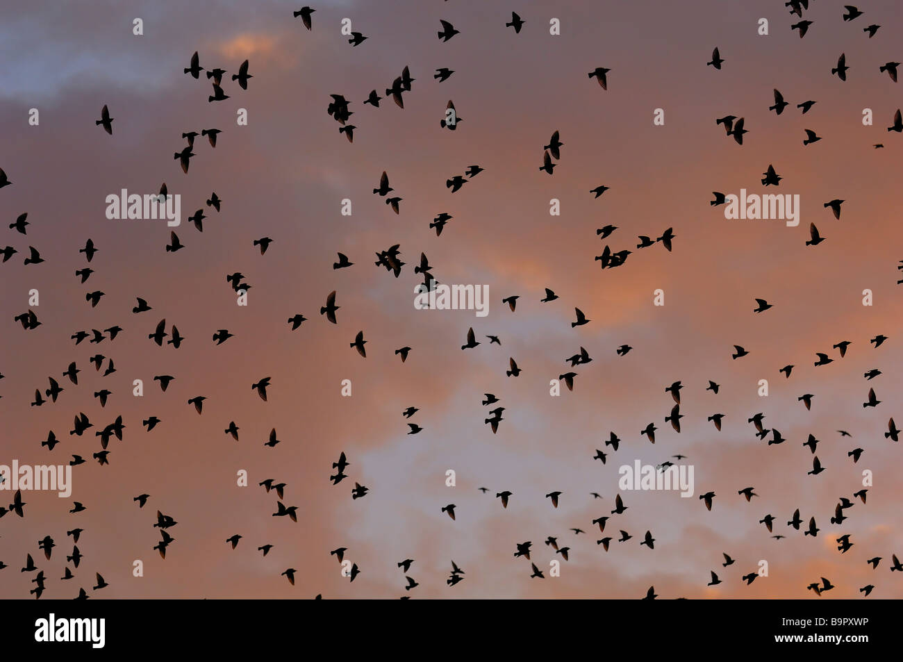 Lots of flying hi-res stock photography and images - Alamy