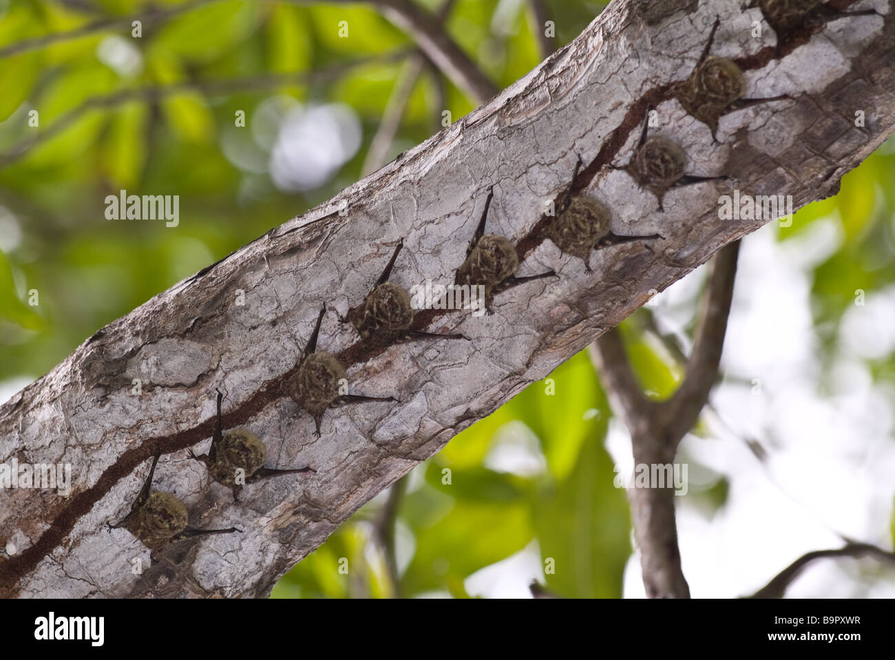 Bats in Manuel Antonio National Park, Costa Rica Stock Photo - Alamy