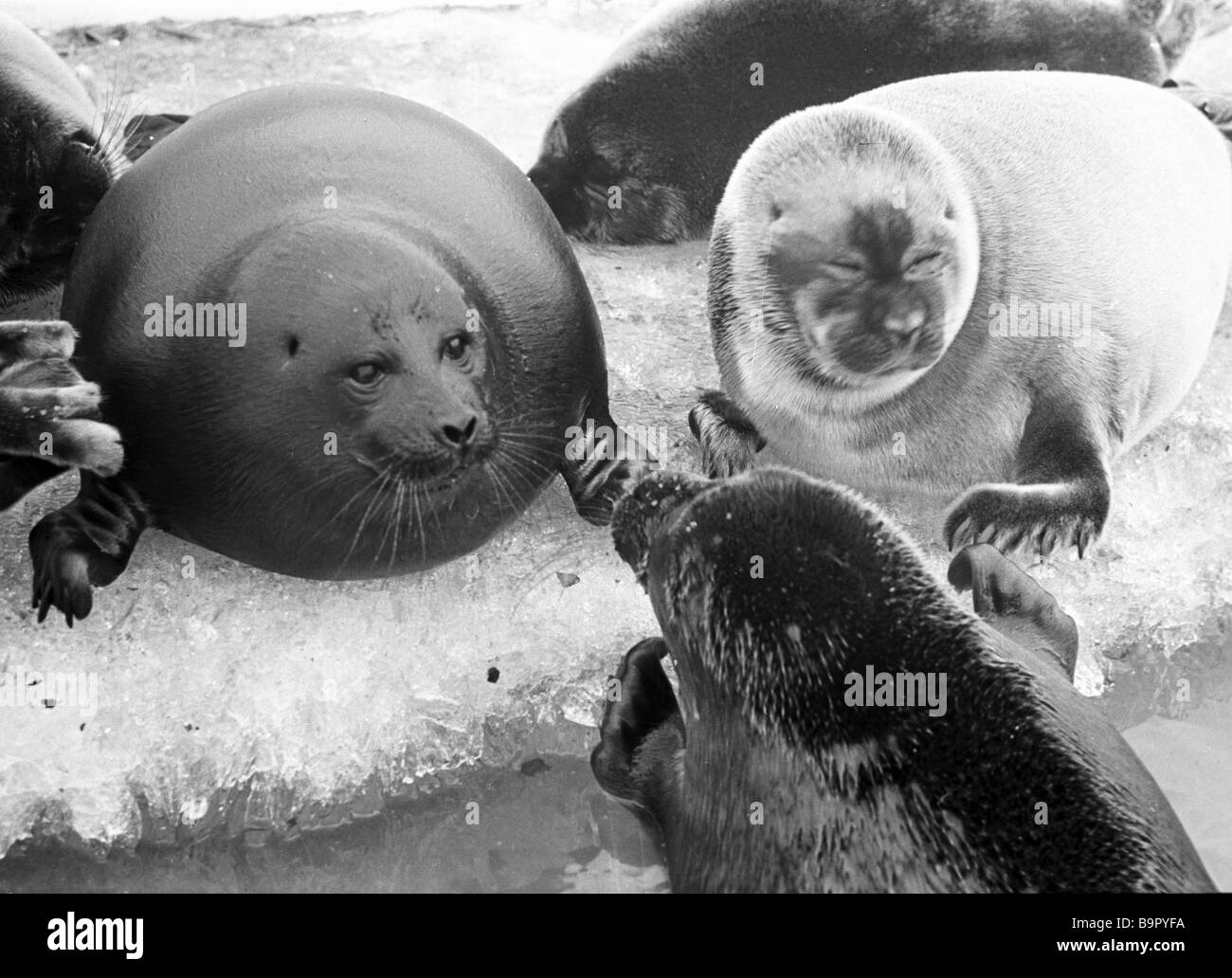 Freshwater seals living in the northern seas Stock Photo Alamy
