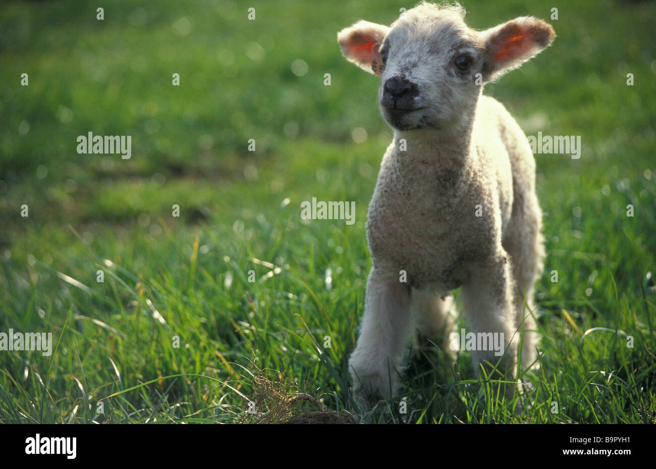 tiny spring lamb in field Stock Photo - Alamy