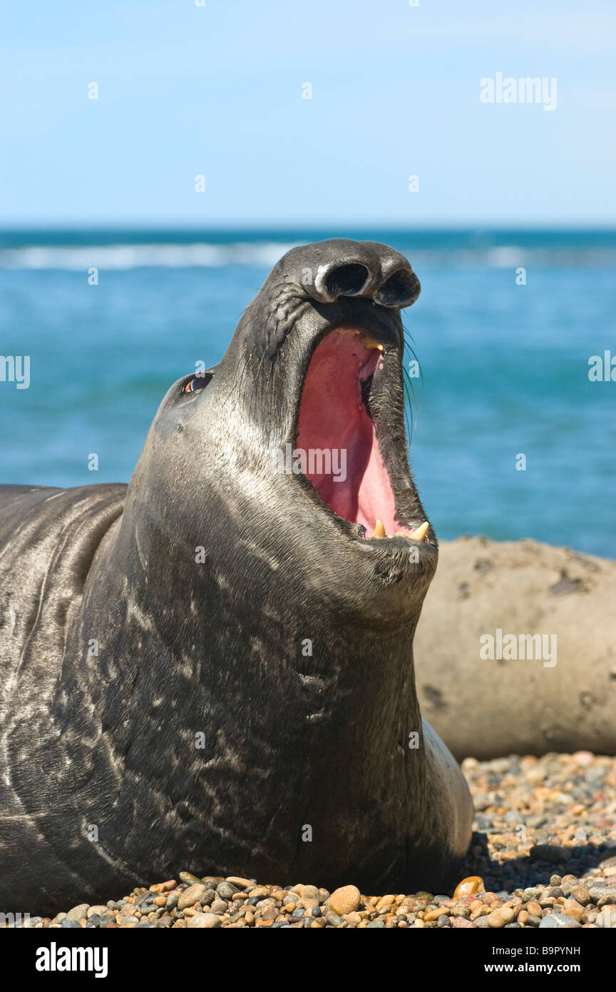 Elephant seal in the coast of Peninsula Valdes Patagonia Argentina Stock Photo