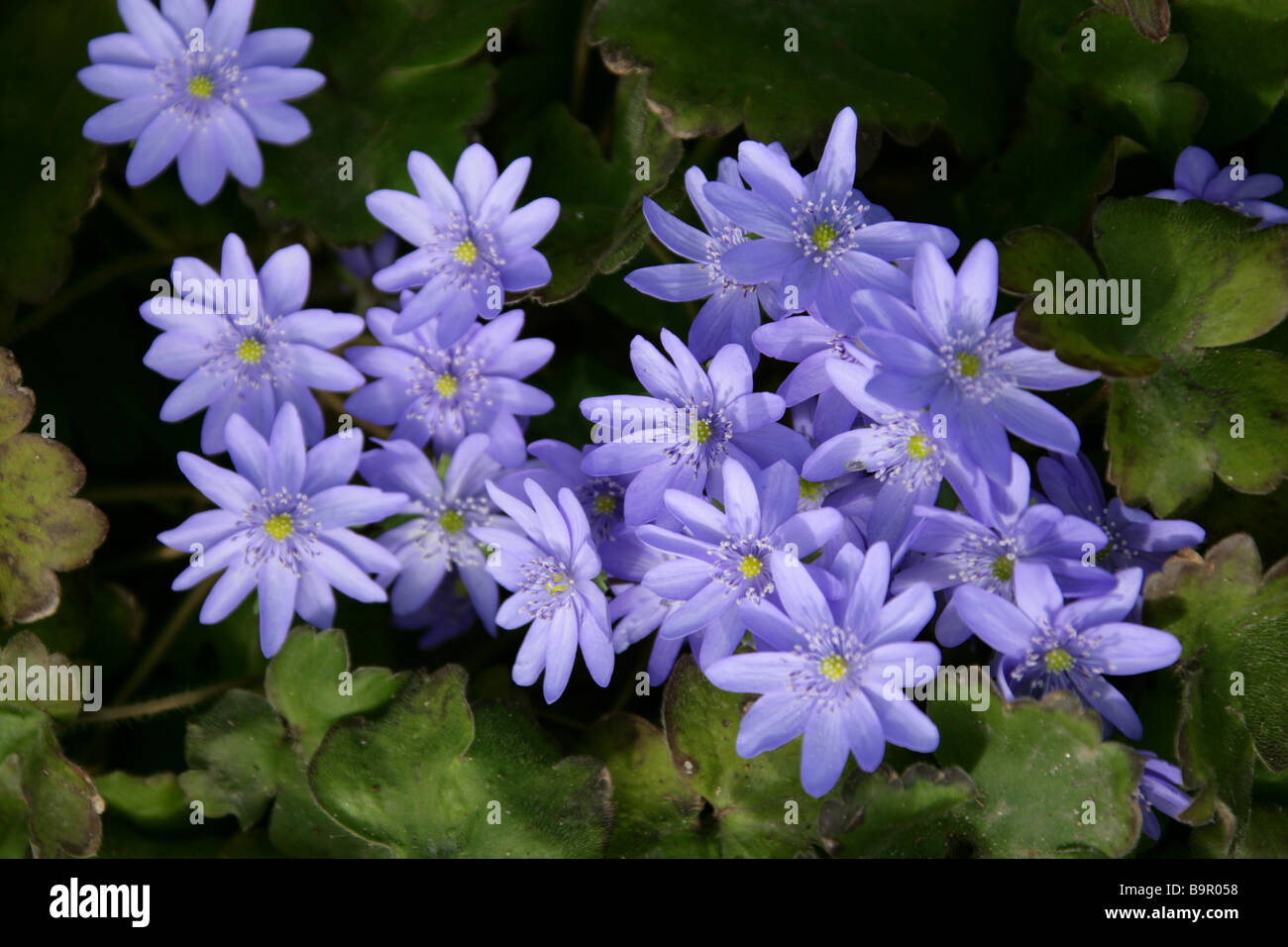 Hepatica transsilvanica, Ranunculaceae, Carpathian Mountains and Transylvania Stock Photo