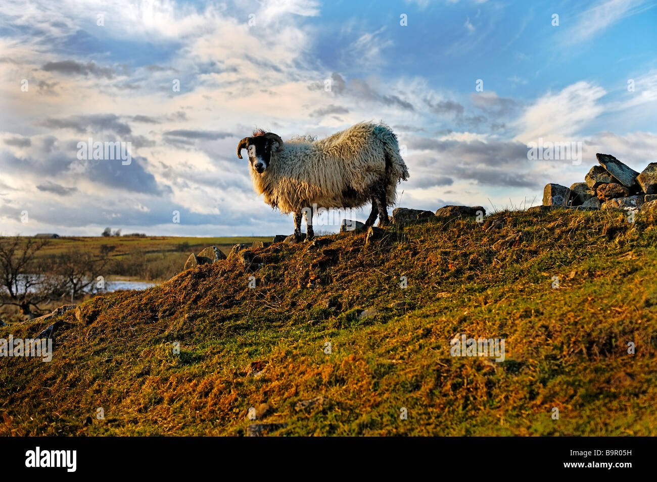 sheep on hillside Stock Photo