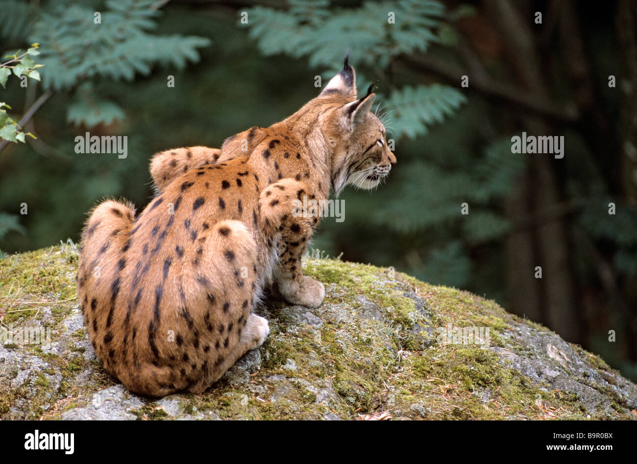 Germany, Bavaria, Bayerischer Wald national park, Lynx (Lynx lynx) Stock Photo