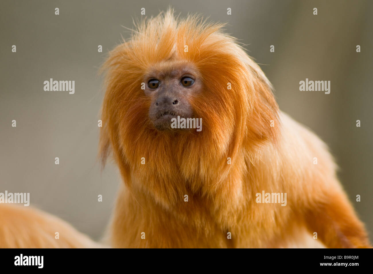 Golden lion tamarin Leontopithecus rosalia Stock Photo