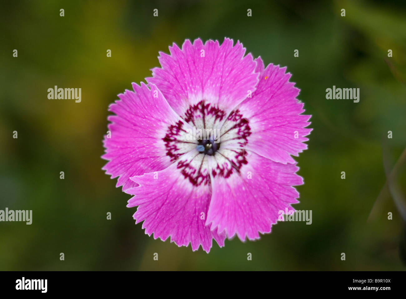 Alpine Pink Dianthus alpinus Stock Photo