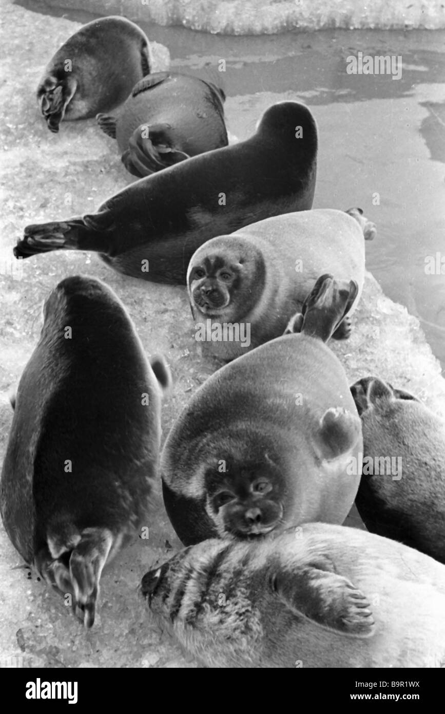 Freshwater seals of Lake Baikal Stock Photo - Alamy