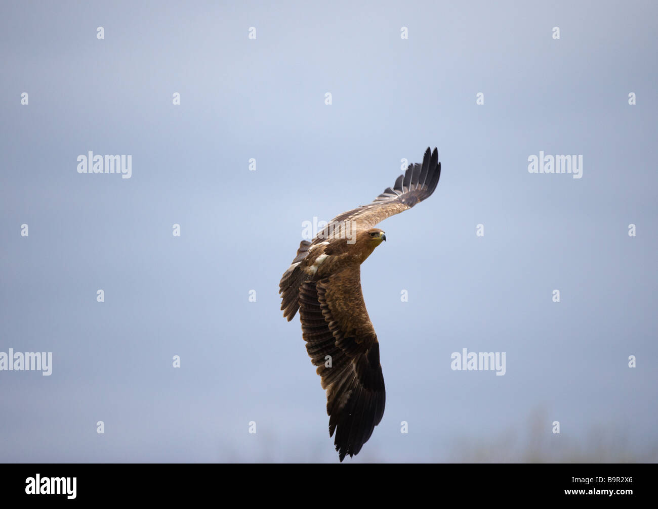 Tawny Eagle (Indian) Aquila rapax International Centre for Birds of ...