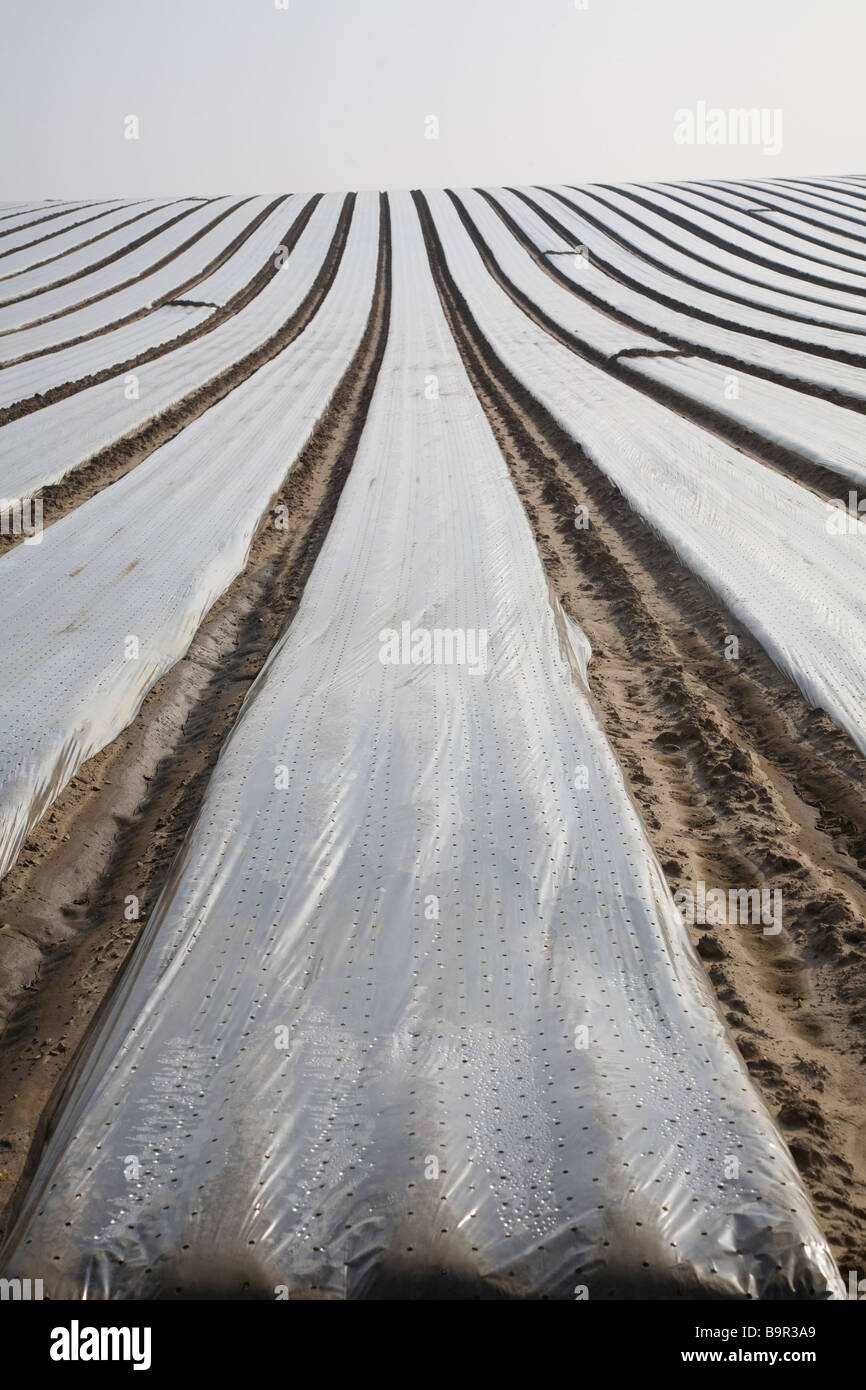 Polythene Sheet Stock Photos & Polythene Sheet Stock 