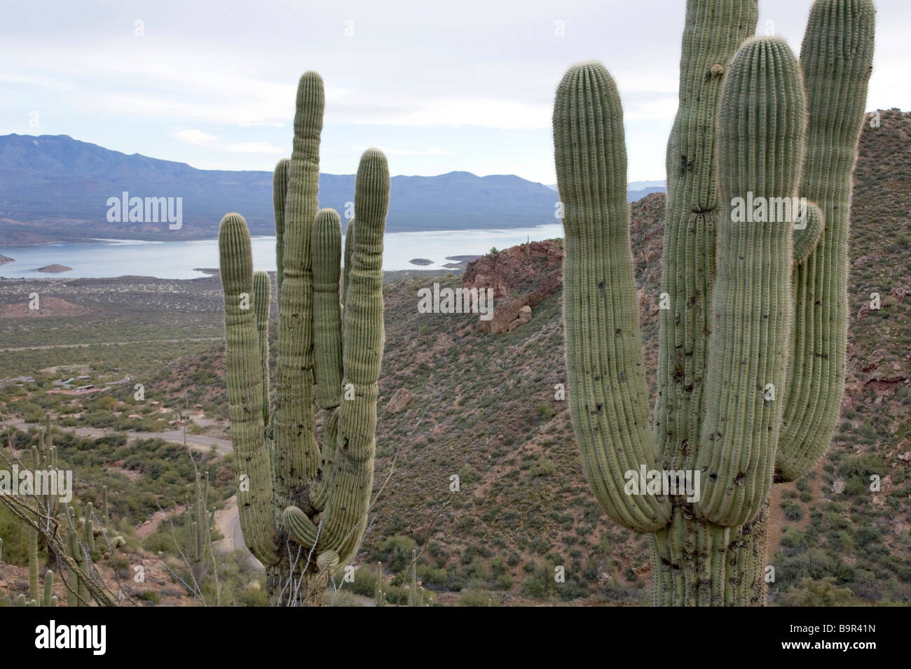 Saguaro cactus at Tonto National Monument central Arizona Stock Photo