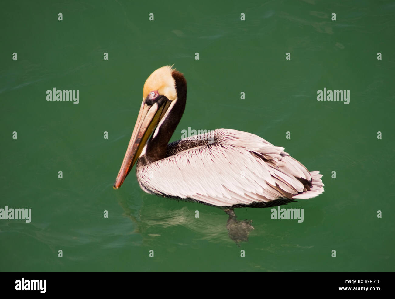 Brown pelican,Florida,US Stock Photo
