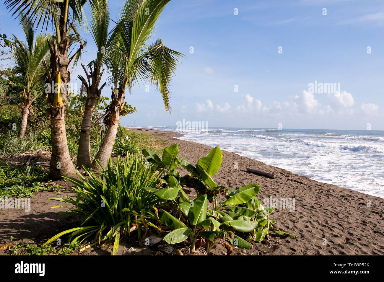Beach Caribbean Coast Tortuguero Stock Photos Beach