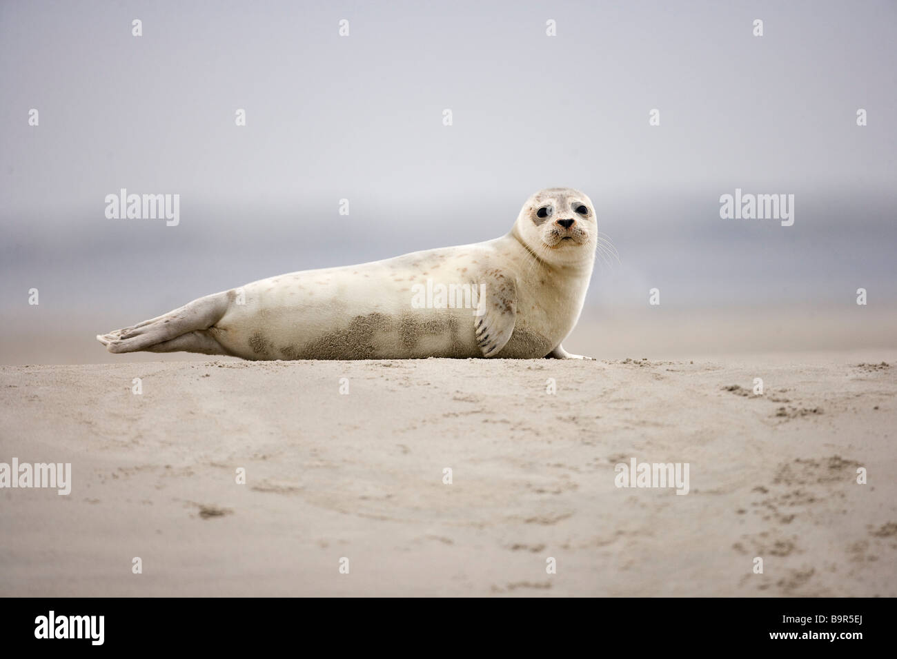 France Somme Picardie Baie De Somme Harbor Seal Phoca Vitulina france-somme-picardie-baie-de-somme-harbor-seal-phoca-vitulina