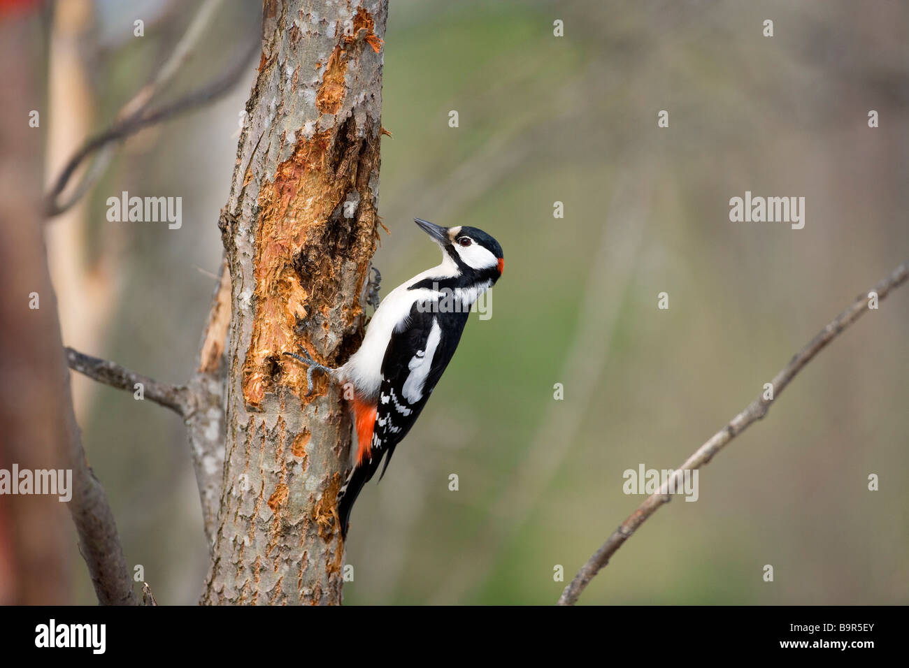 Finland, Carelie, Great Spotted Woodpecker (Dendrocopos major) Stock Photo