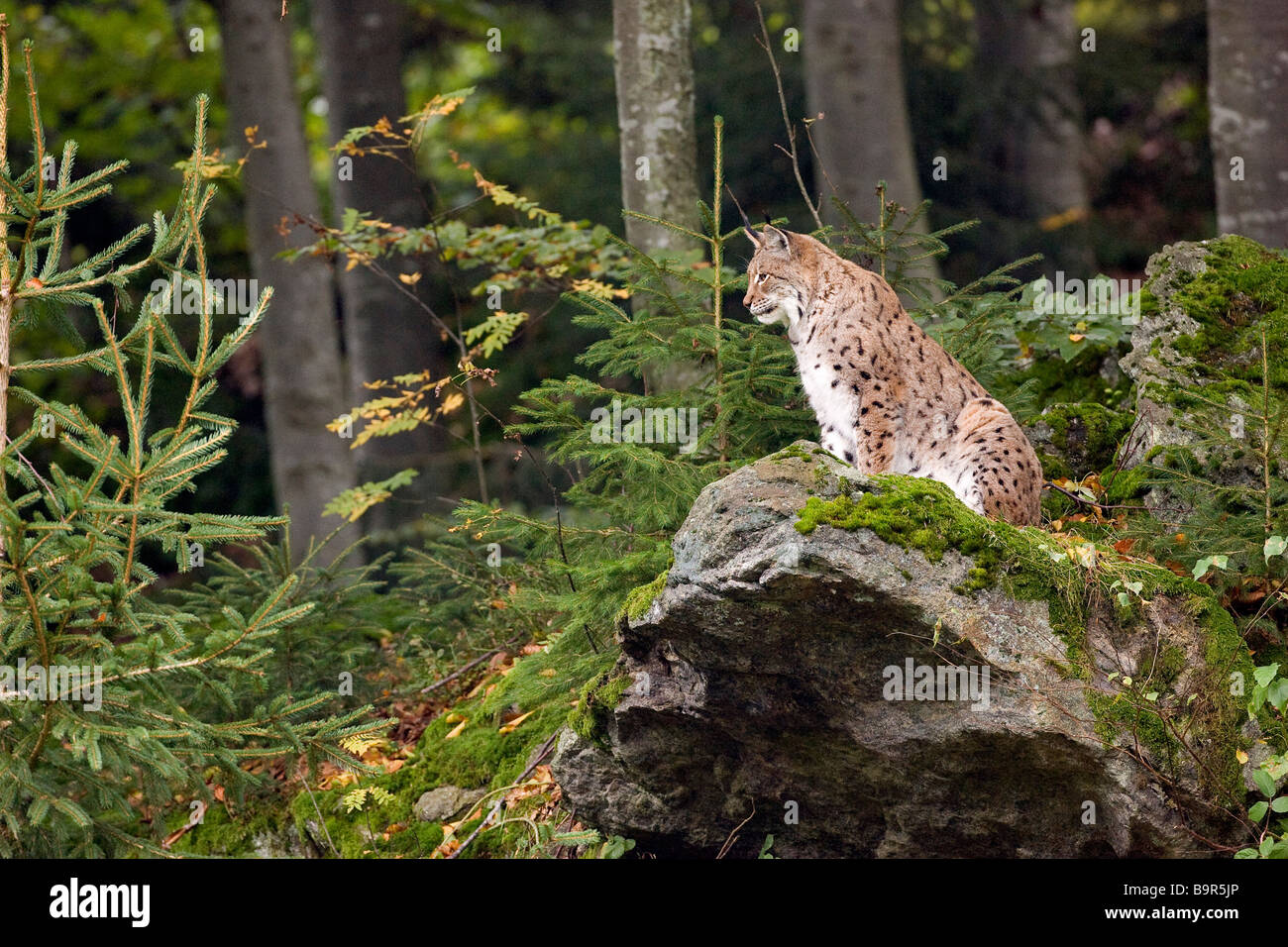 Germany, Bavaria, Bayerischer Wald National Park, lynx Stock Photo