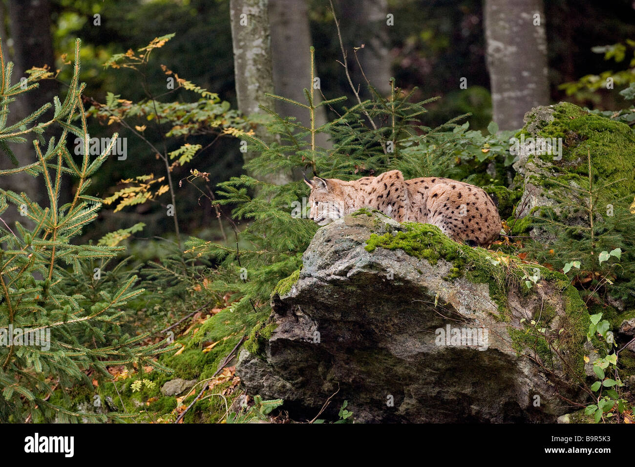 Germany, Bavaria, Bayerischer Wald National Park, lynx Stock Photo