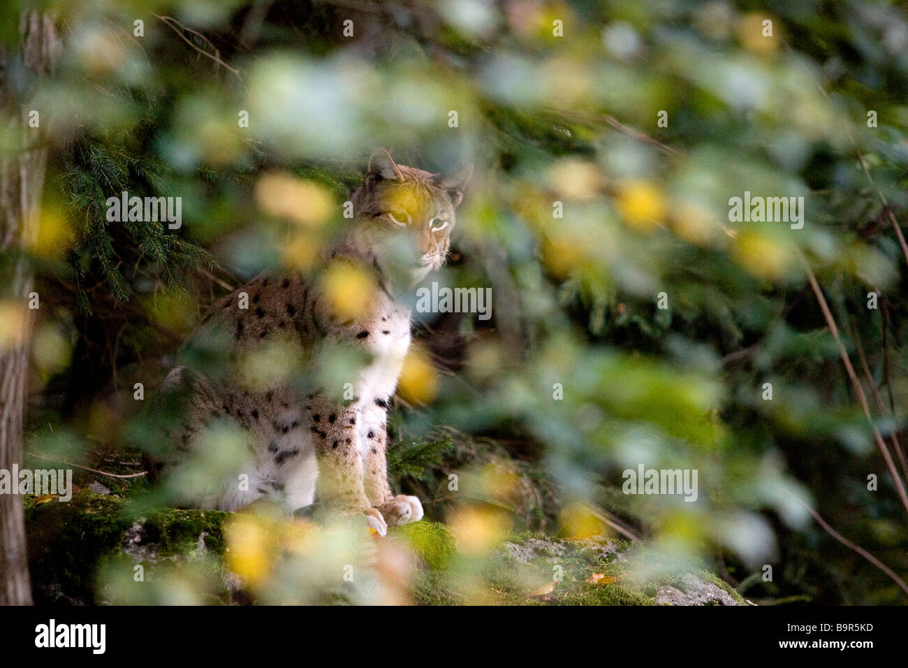 Germany, Bavaria, Bayerischer Wald National Park, lynx (Lynx lynx) Stock Photo
