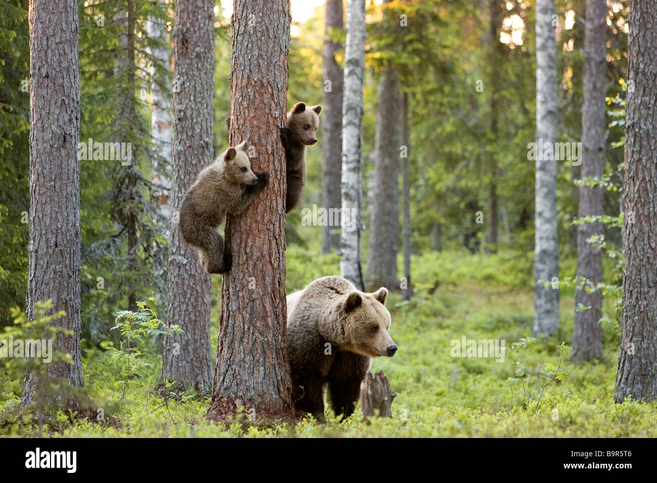 Finland, Carelie, Brown Bear (Ursus arctos), female with her cubs Stock Photo