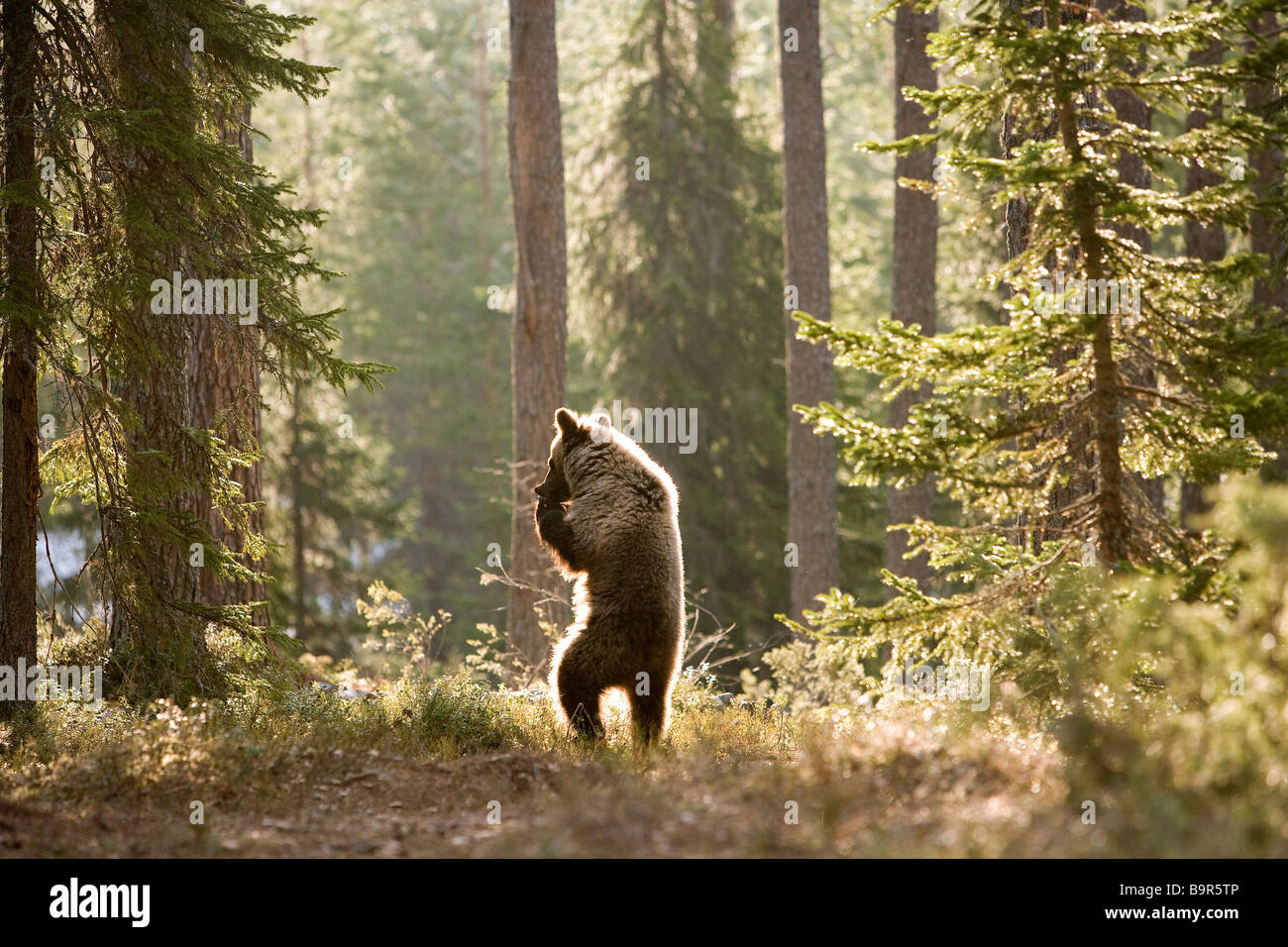 Finland, Carelie, Brown Bear (Ursus arctos) Stock Photo