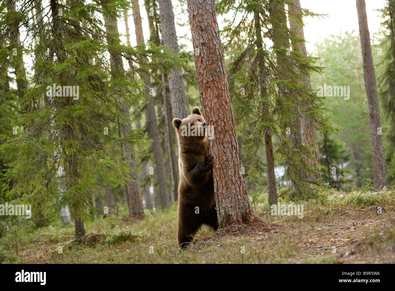 Finland, Carelie, Brown Bear (Ursus arctos) Stock Photo