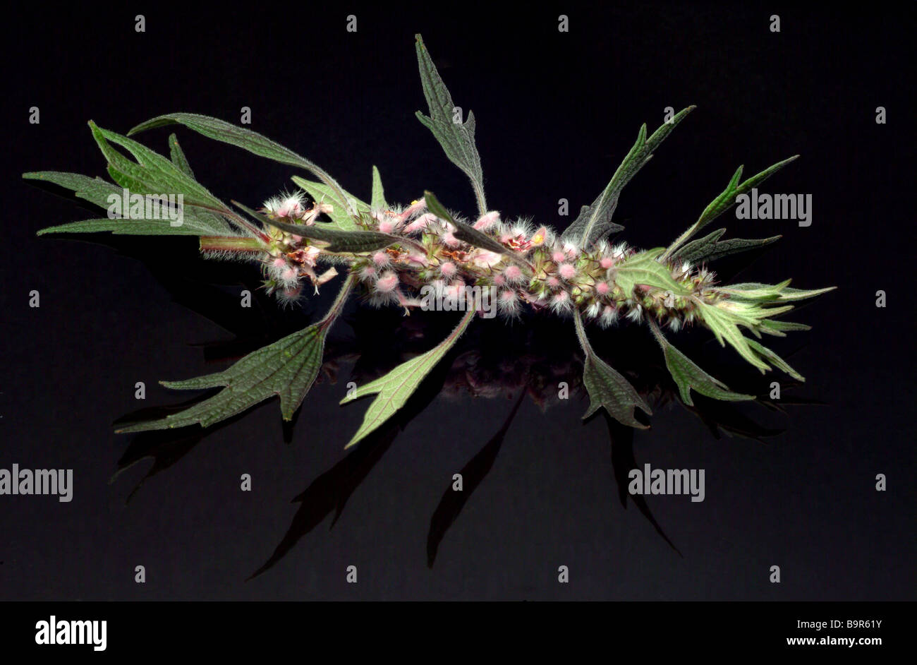 Medicinal plant Herzgespann echter Löwenschwanz Motherwort common Motherwort Leonurus cardiaca Stock Photo