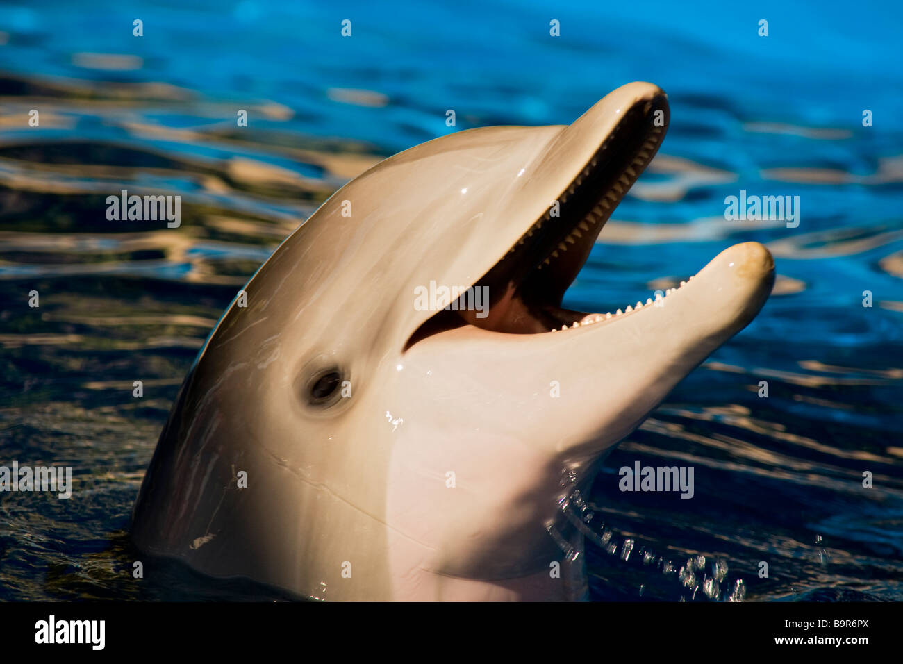 Dolphin laughing in pool water,Florida,USA Stock Photo