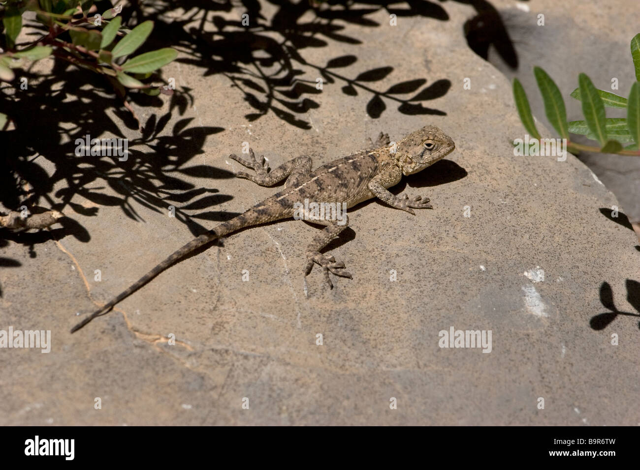 Changeable or Desert Agama Trapelus mutabilis Stock Photo