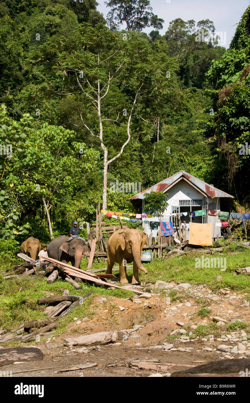 Sumatran elephant with his mahout at Tangkahan Stock Photo