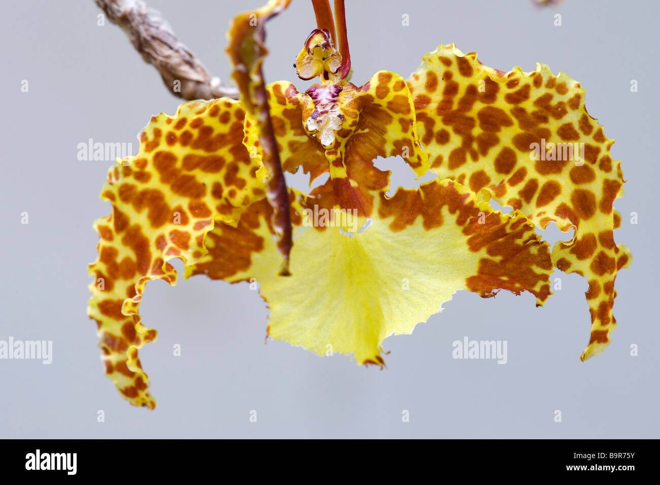 Costa Rica, Puntarenas Province, Santa Elena, Orchid Garden, Psychopsis Papilio Orchid Stock Photo