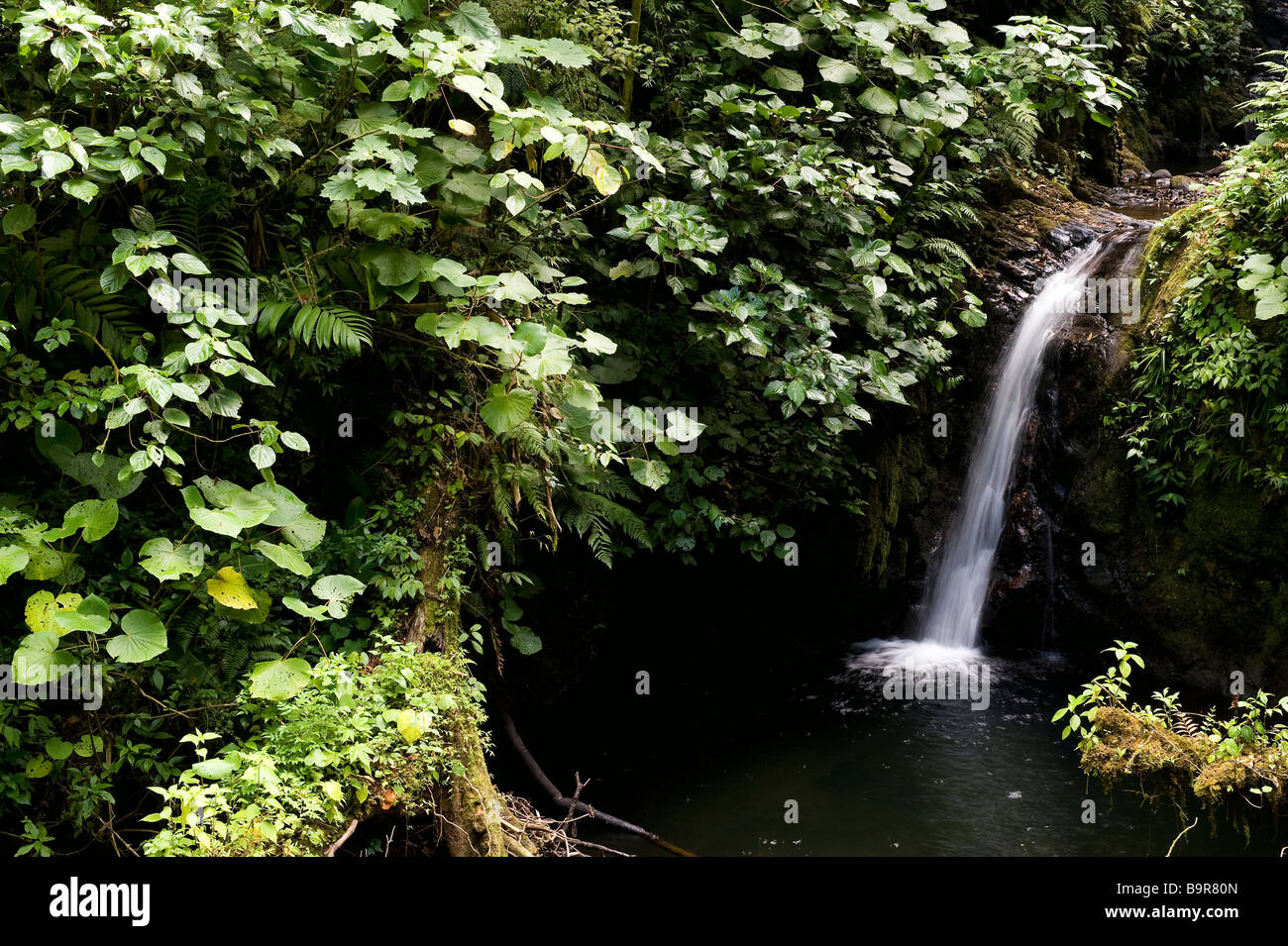 Costa Rica, Puntarenas Province, Monteverde, Reserva Biologica del Bosque Nuboso (Cloud Forest Biological Reserve) Stock Photo