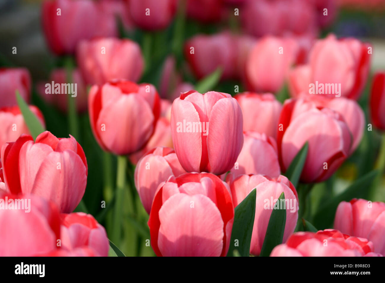 Pink Tulip Field Stock Photo