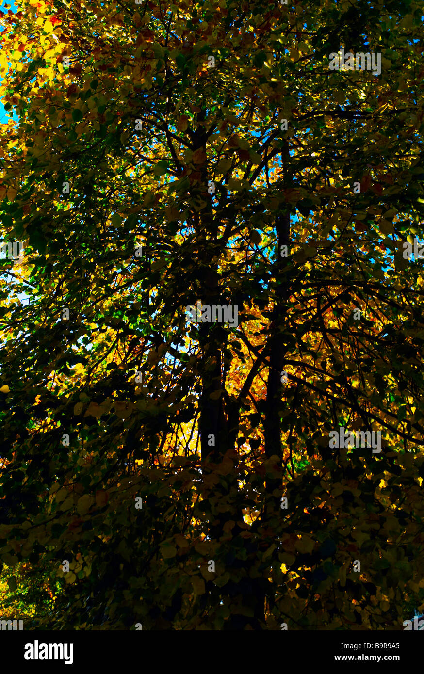 Green tree leaves sunlight hi-res stock photography and images - Alamy