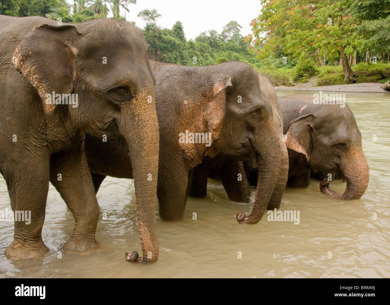 Sumatran elephants washing at Tangkahan Stock Photo Alamy