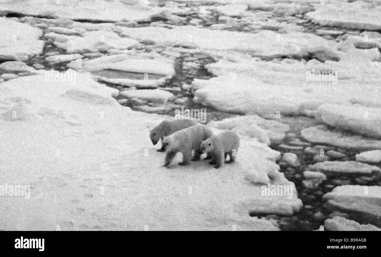 Female polar bear with two cubs walks along ice floe Stock Photo - Alamy