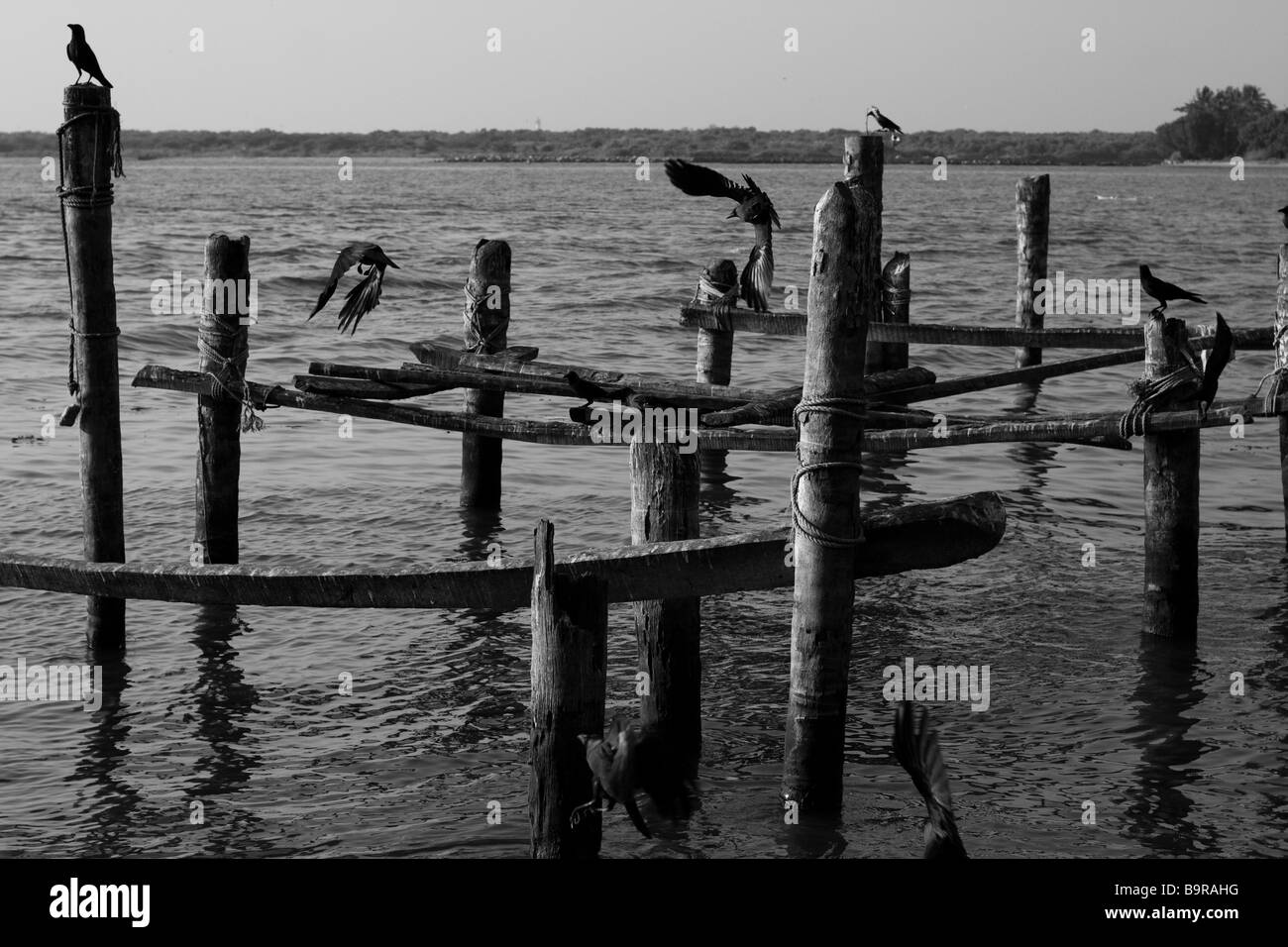 Indian crows perch on wooden sea struts, Fort Cochin Stock Photo
