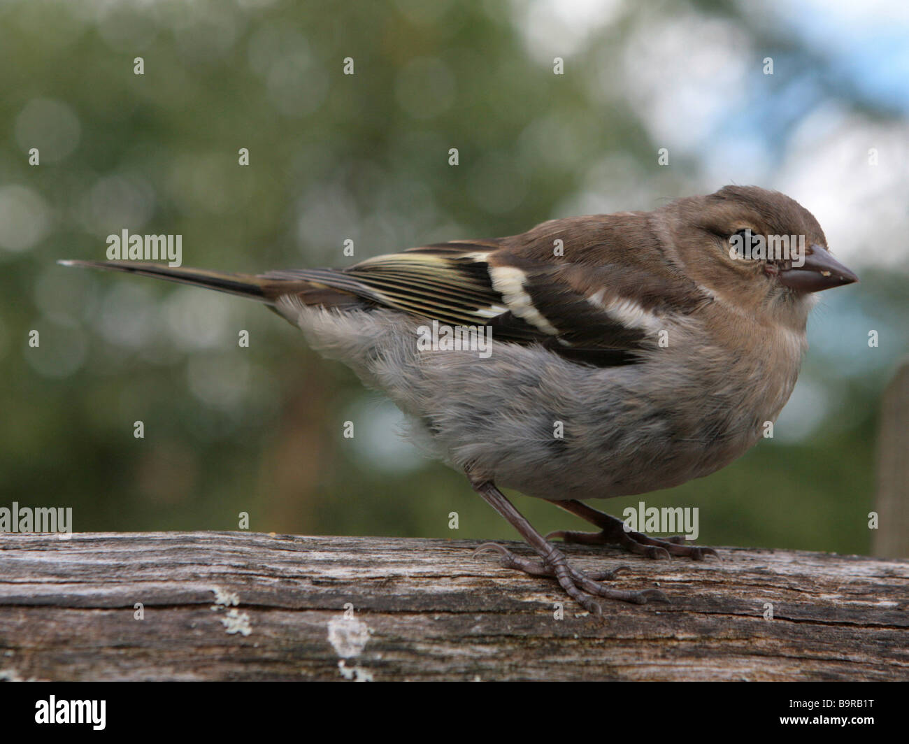 A small sparrow. Stock Photo