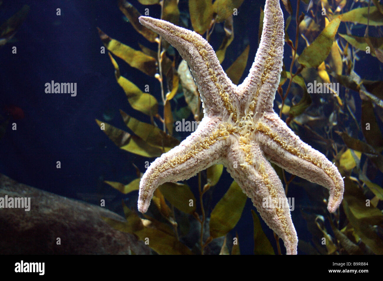 Nine sea fish hi-res stock photography and images - Alamy