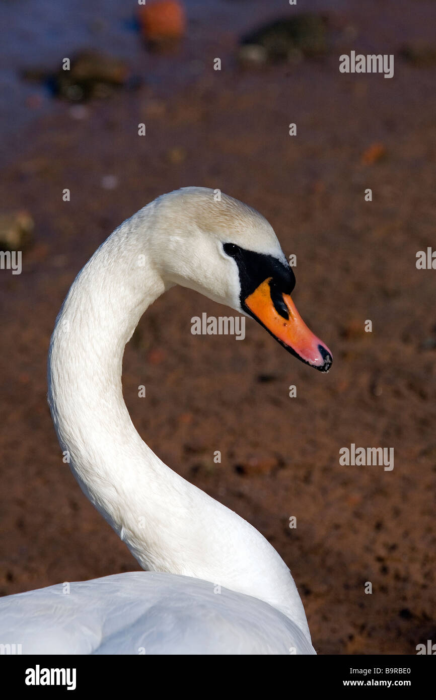 A swan stands sunbathing in the beach at Runcorn while waiting for some  bread to be thrown Stock Photo - Alamy