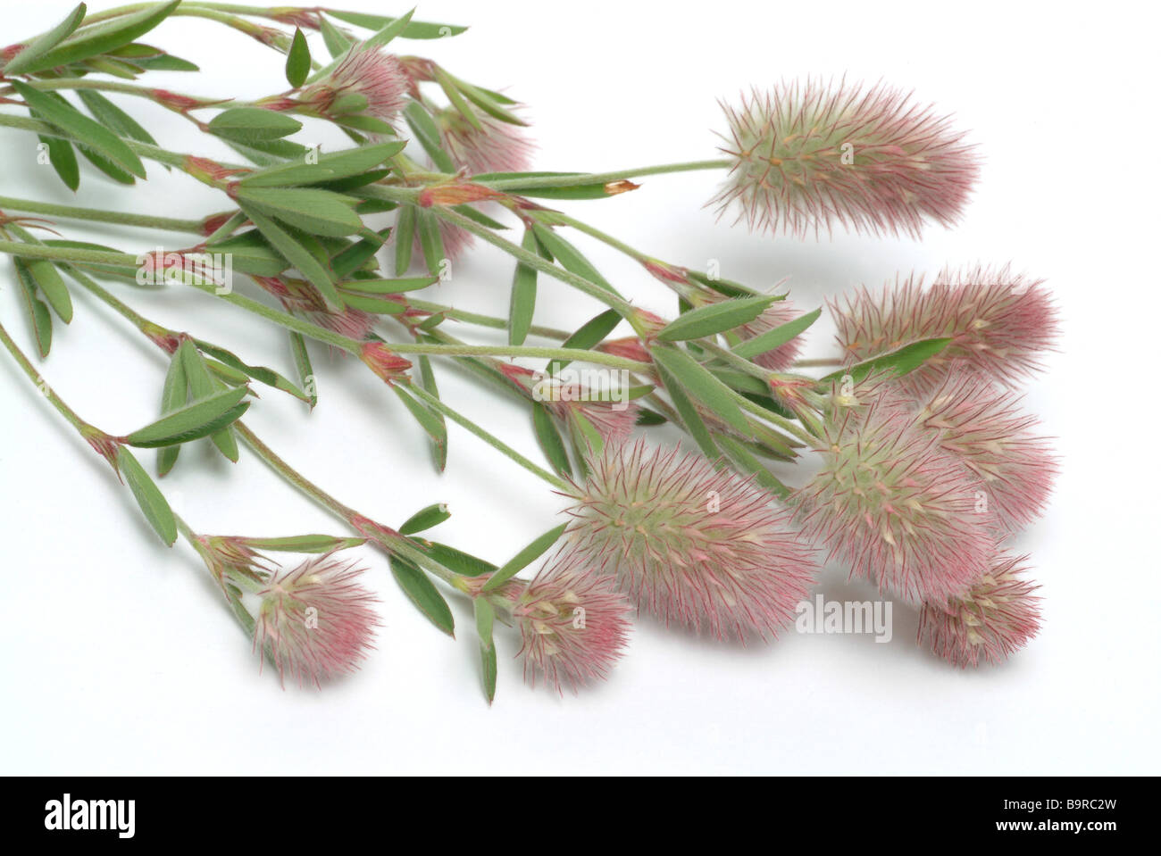 Blossoms of the medicinal plant Hasenklee Mäuseklee hare s foot hare s foot clover clover trifolium arvense Stock Photo