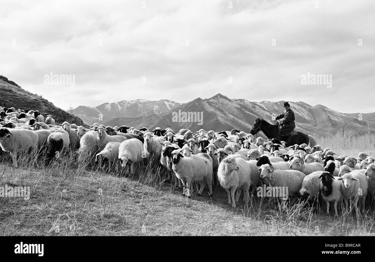 A herder takes the flock of sheep to the pasture Stock Photo - Alamy