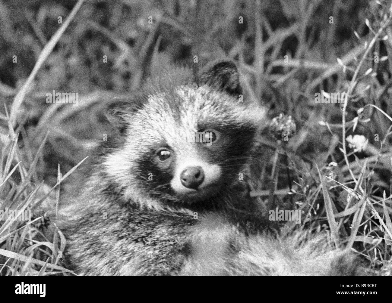 A raccoon dog Stock Photo - Alamy