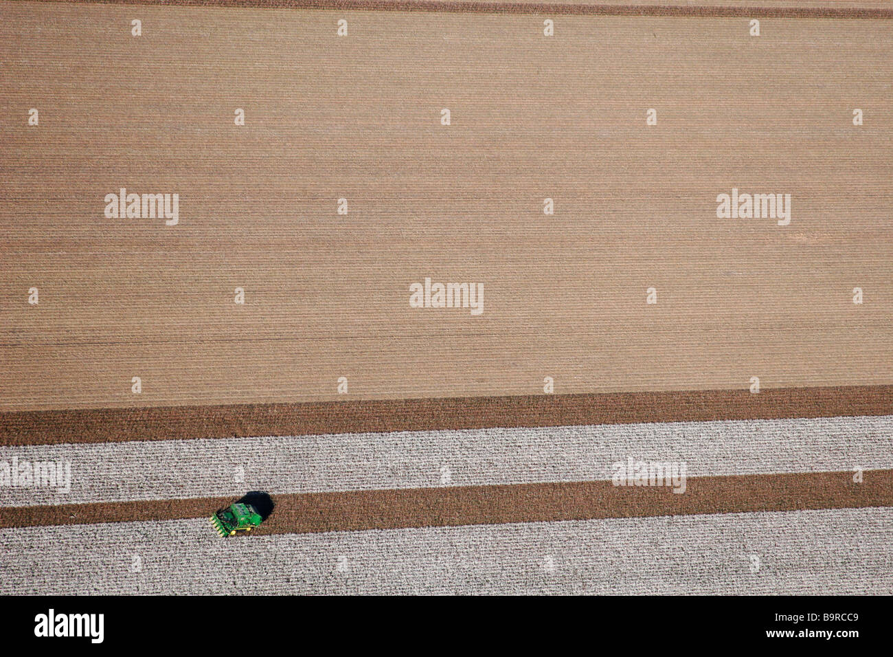 cotton harvest Stock Photo