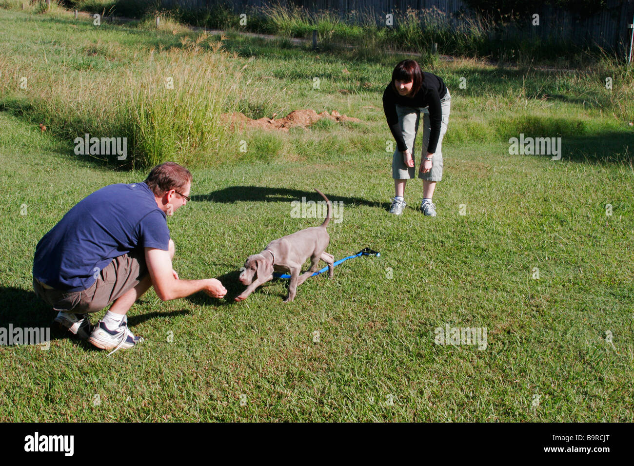 dog obedience training Stock Photo