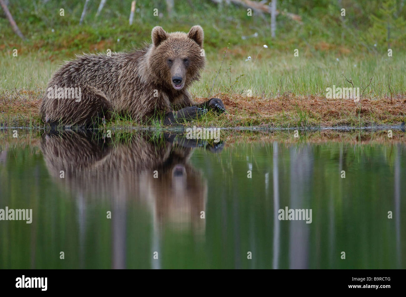 European brown bear Ursus arctos resting by forest lake Finland Stock Photo